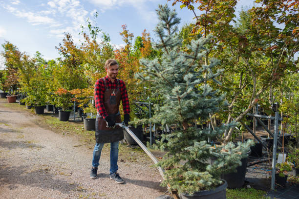 Tree Removal for Businesses in Fife Heights, WA